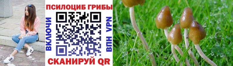 где продают   Красный Холм  Псилоцибиновые грибы MAGIC MUSHROOMS 